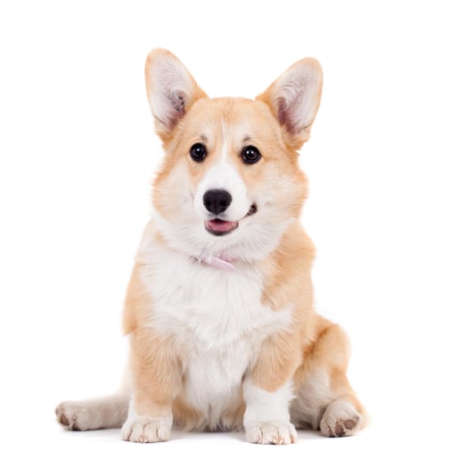 狗1