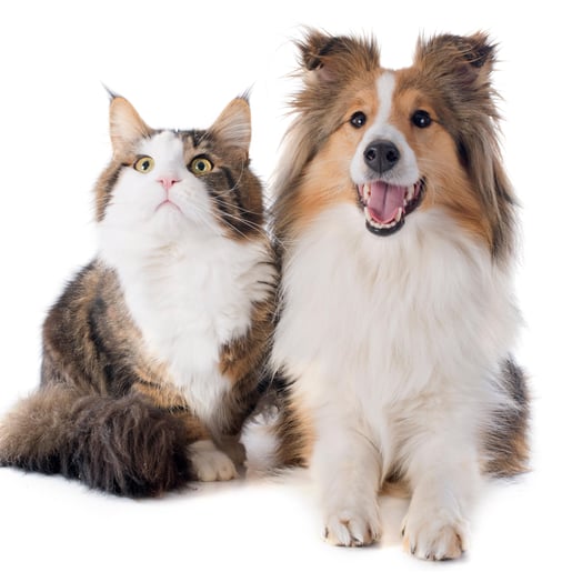 猫狗1-1