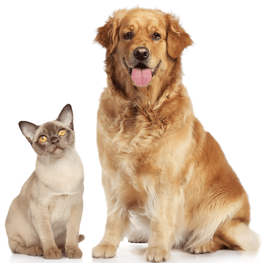 猫狗2 拷贝-1