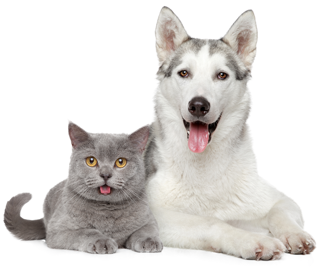 猫狗3 拷贝-2-1