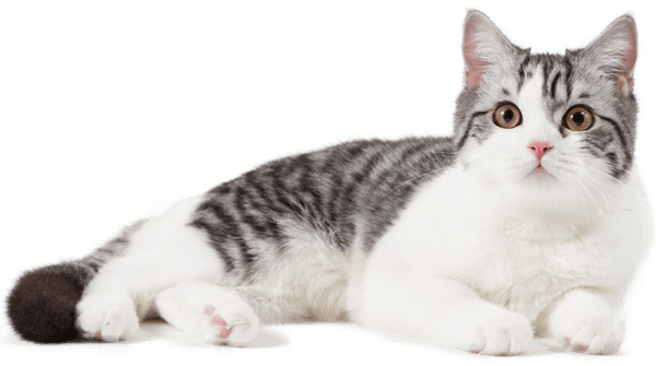 猫1 拷贝-1
