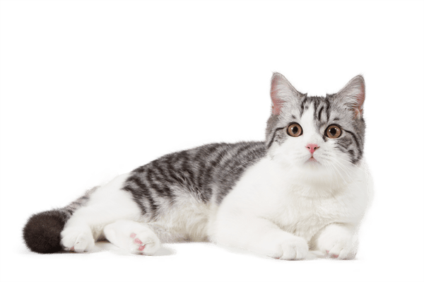 猫1 拷贝-2