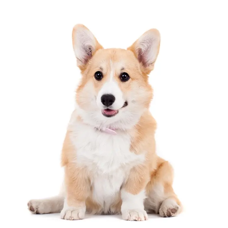 Canine