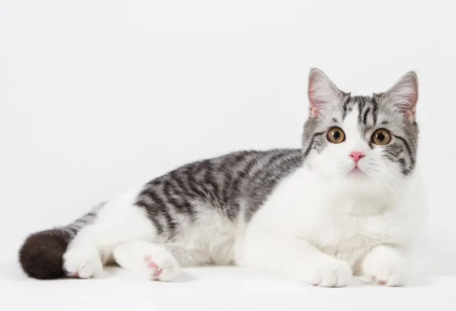 Feline